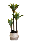Pemë Aloe Vera Dekorative me 3 Ndarje – 155 cm, me Vazë Kashte