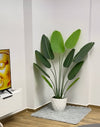 Pemë Banane Dekorative 140cm, 160cm & 200cm